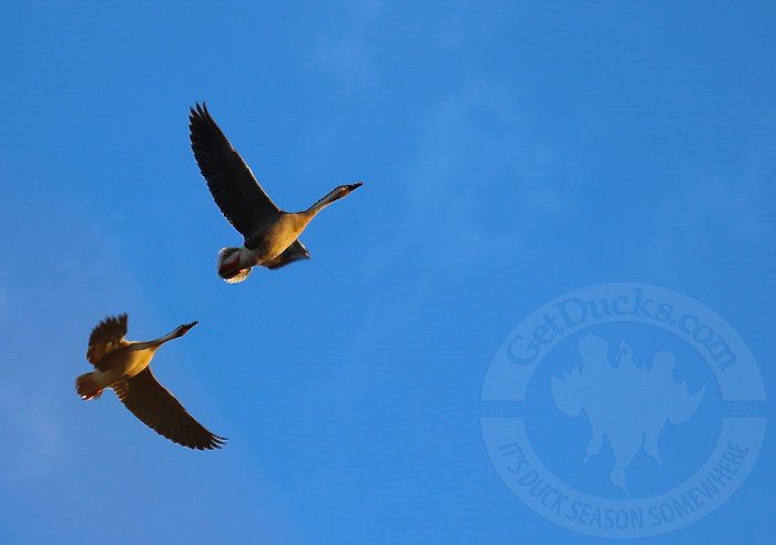 Mongolia Goose Hunting Adventures