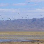 Mongolia Goose Hunting Tours