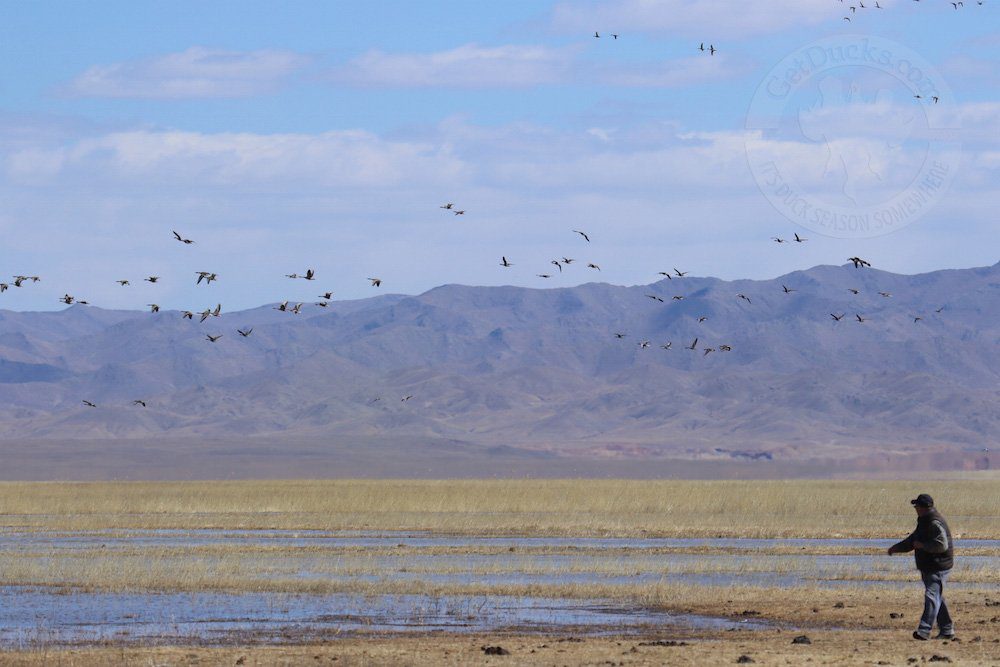 mongolia goose hunt