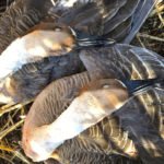 Mongolia Goose Hunting Trips
