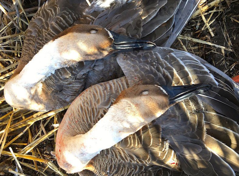 Mongolia Goose Hunting Trips