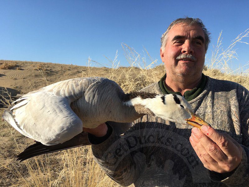 mongolia bar-headed goose hunts