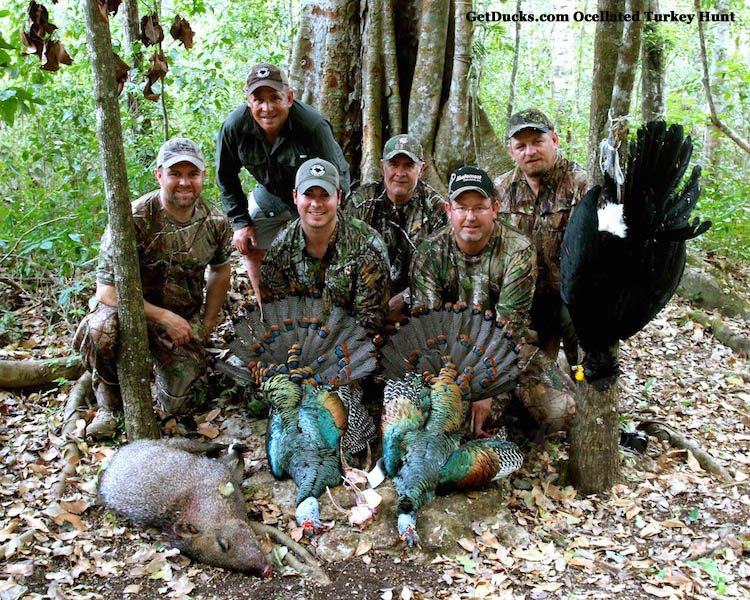 ocellated turkey hunting mexico
