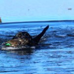 Water Duck Hunting Australia