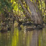 Guided Duck Hunting Australia