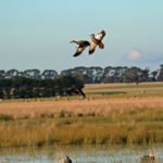 Duck Hunting Australia