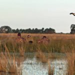 Australia Duck Hunting