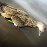 Waterfowl Hunting Australia Limits