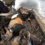 Waterfowl Hunting Australia species