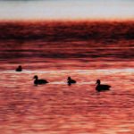Australia Duck Hunting Locations
