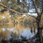 Australia Duck Hunting Habitats