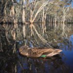 Australia Duck Hunting