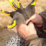 La Paz Argentina Duck Hunting Locations