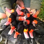 Argentina Duck Hunting – Las Flores