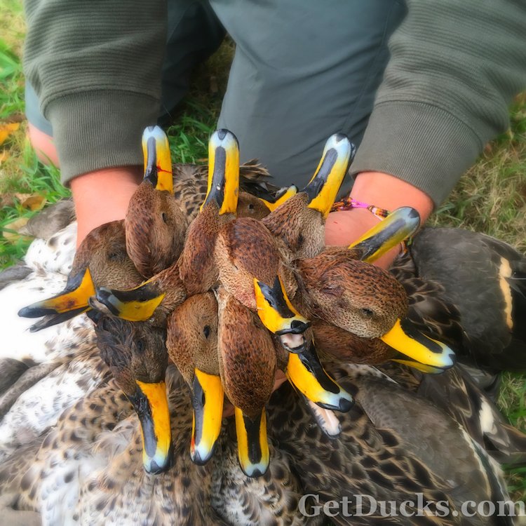 argentina duck hunt las flore 5603 Ramsey Russell's