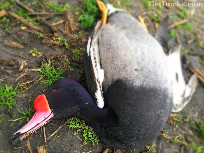 Las Flores Argentina Duck Hunting Licenses