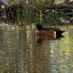 Duck Hunting Australia Places