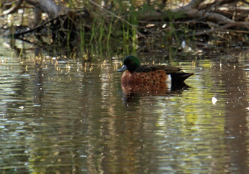 Duck Hunting Australia Places