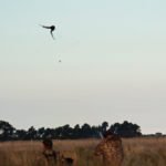 Australia Duck Hunting Decoys