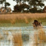 Australia Duck Hunting