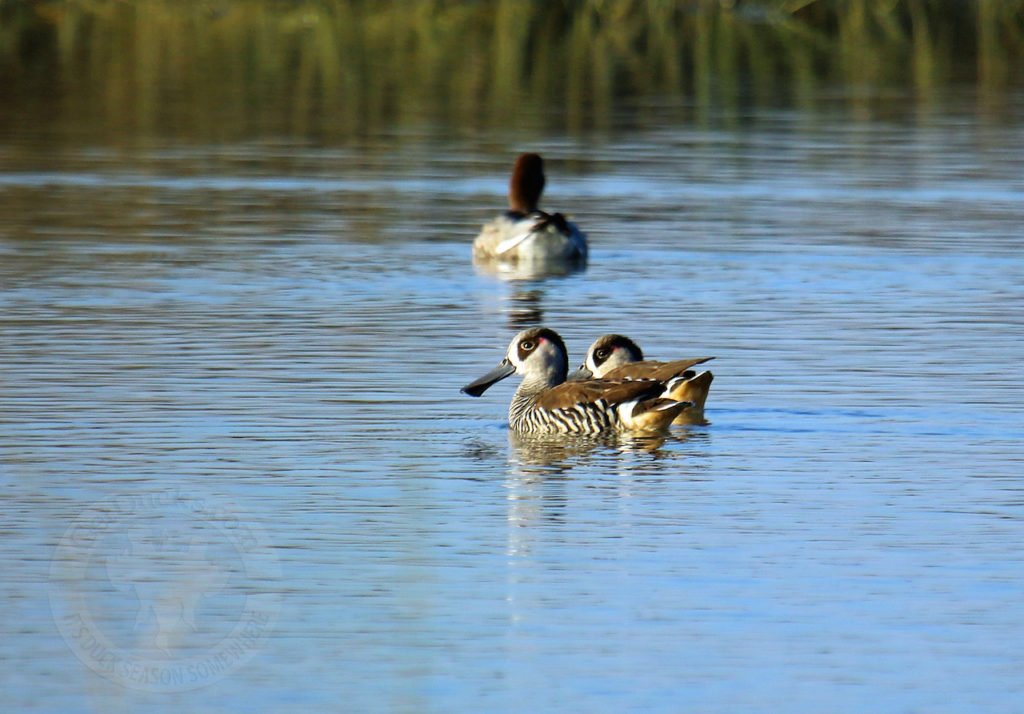 Best Australia Duck Hunting Guides