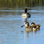 Best Australia Duck Hunting Guides