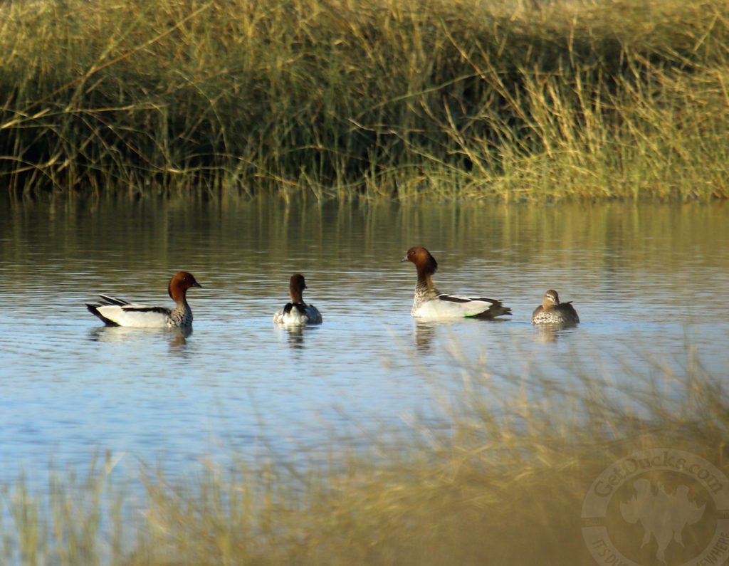 Top Rated Australia Duck Hunting