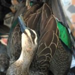 Australia Waterfowl Hunting Tours