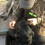 Australia Waterfowl Hunting Info