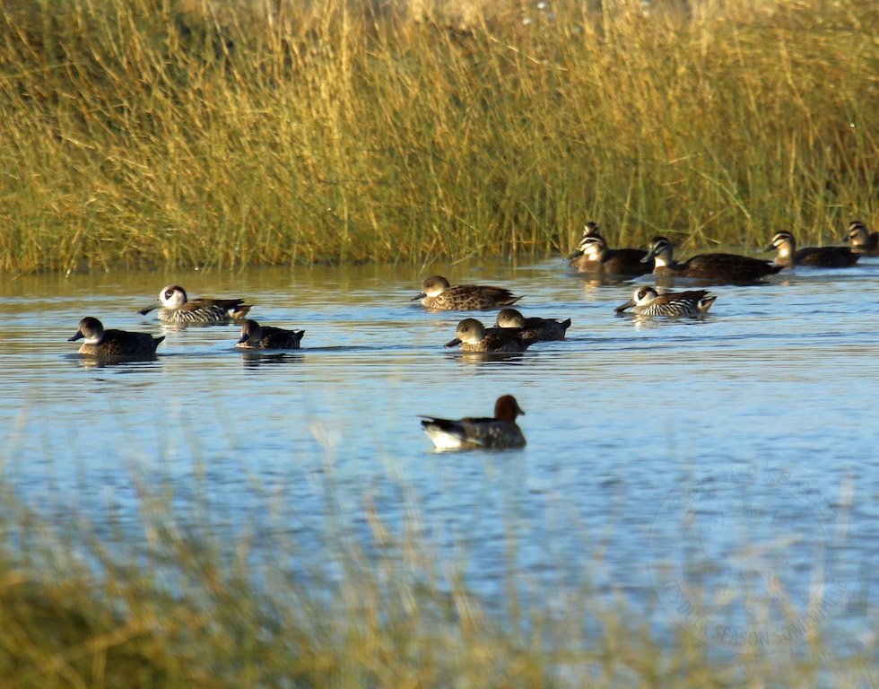 Field and Game Australia duck habitat