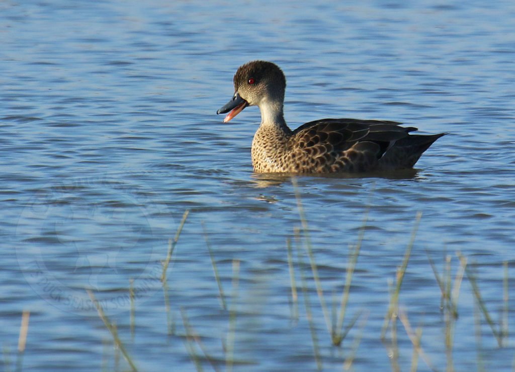 Australia Duck Hunting Limits