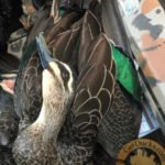 Australia Waterfowl Hunting Species