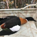 Best Waterfowl Hunting Australia