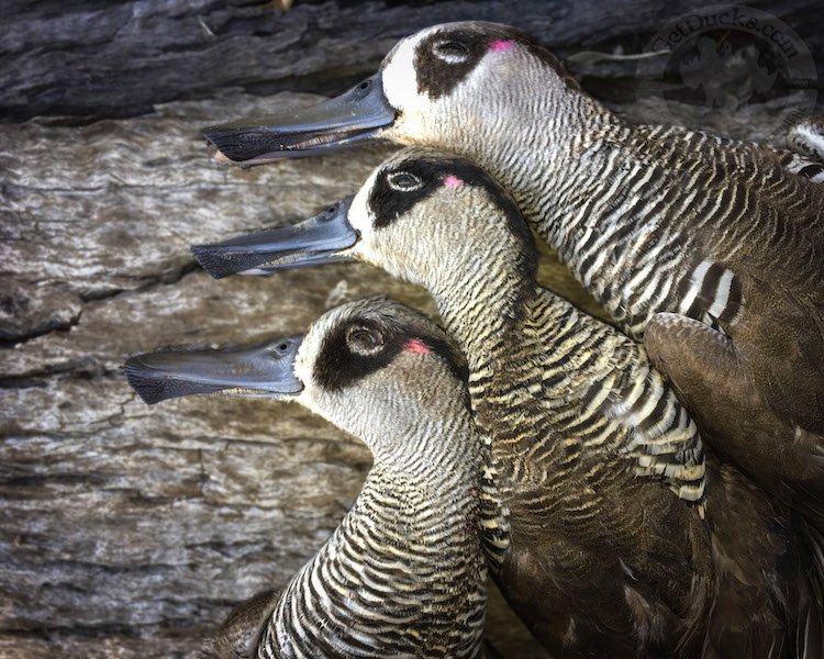 Waterfowl Hunting Australia