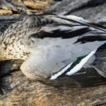 Best Species for Duck Hunting Australia