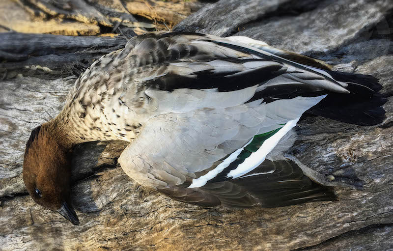 Australia Duck Hunting Ramsey Russell's