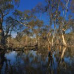 Duck Hunting Australia Scenes
