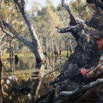 Duck Hunting Australia Blinds