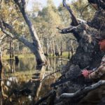 Duck Hunting Australia Blinds