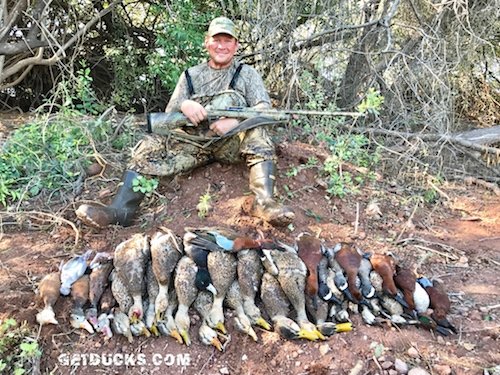 cinnamon teal hunting