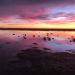 New Zealand Duck Hunting Guides