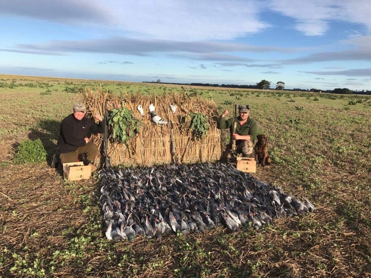New Zealand Duck Hunting