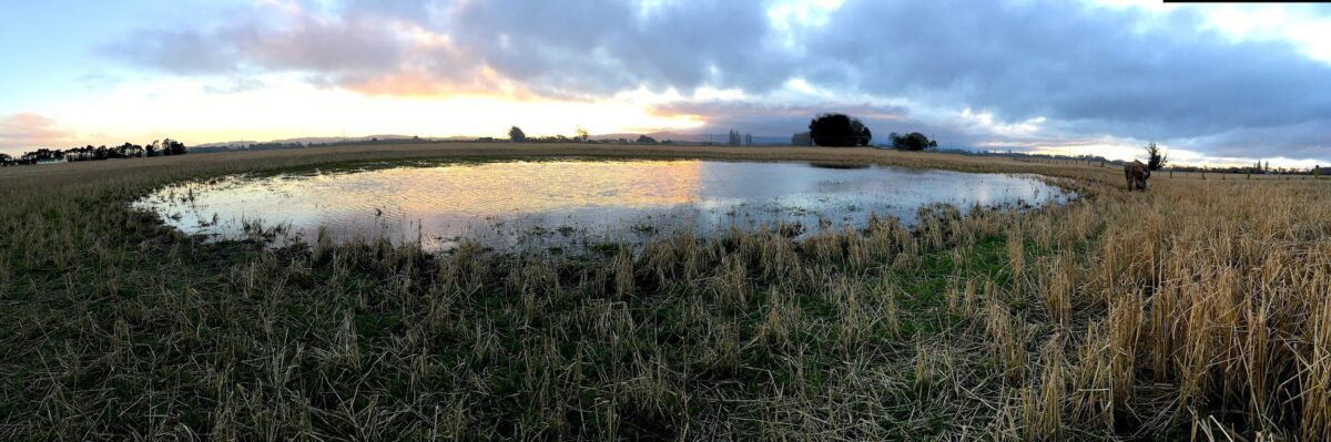 Guided New Zealand Waterfowl Hunts