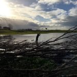 New Zealand Duck Hunting Limits