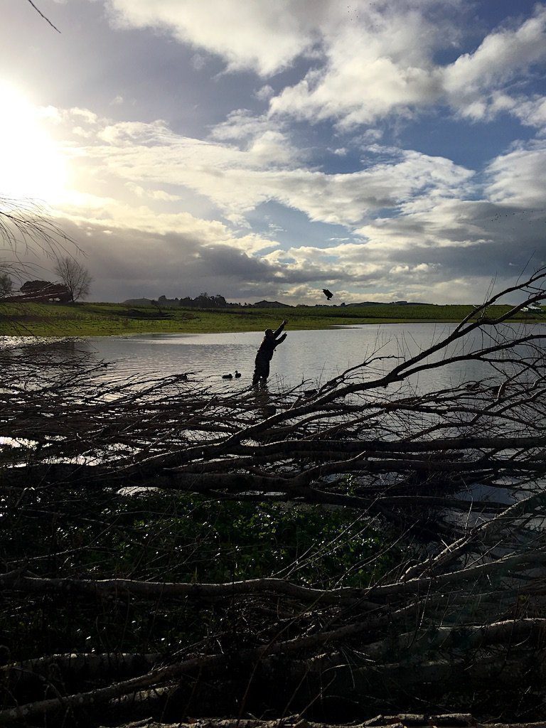 New Zealand Duck Hunting Limits
