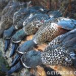 New Zealand Duck Hunting Numbers