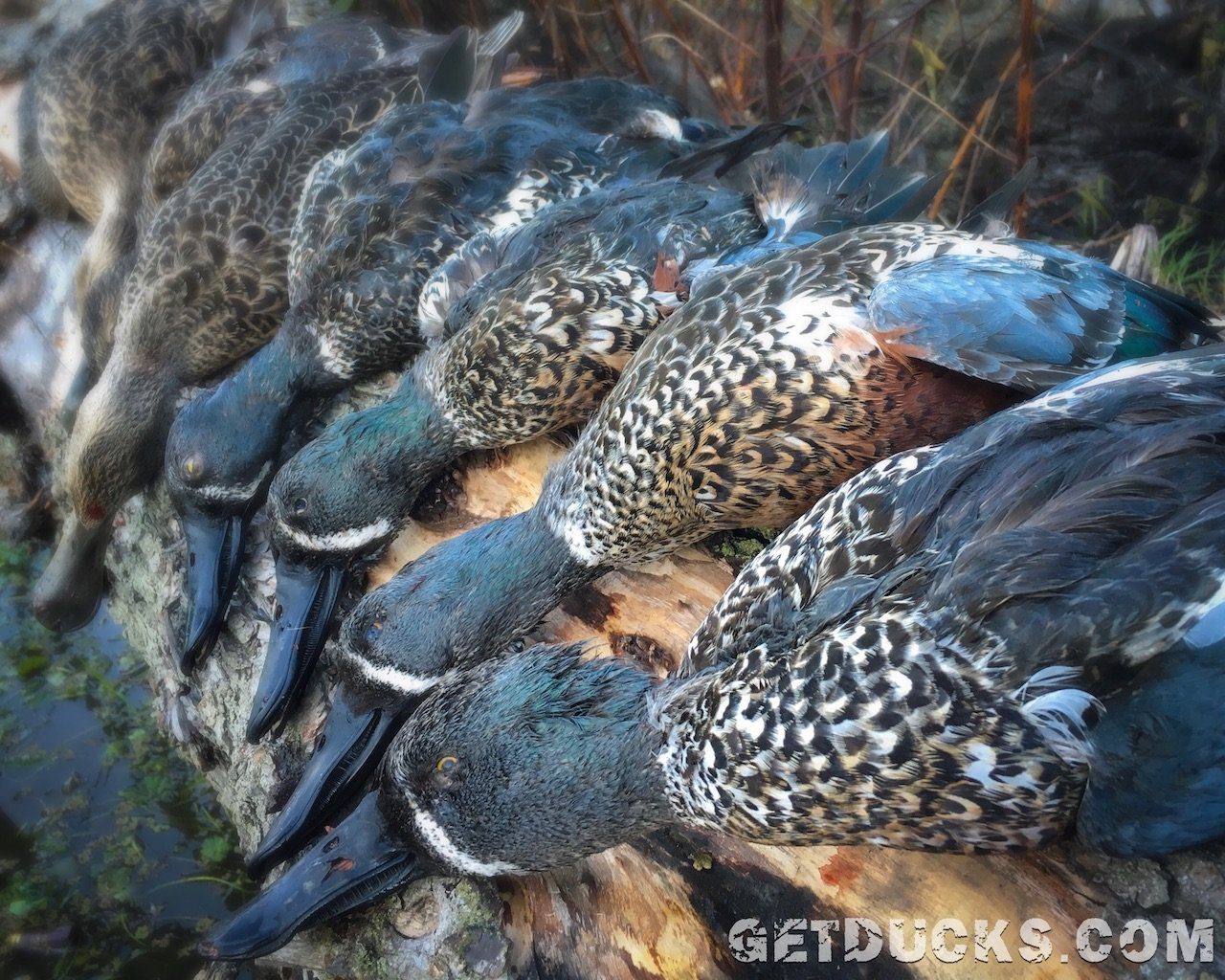 New Zealand Duck Hunting Ramsey Russell's