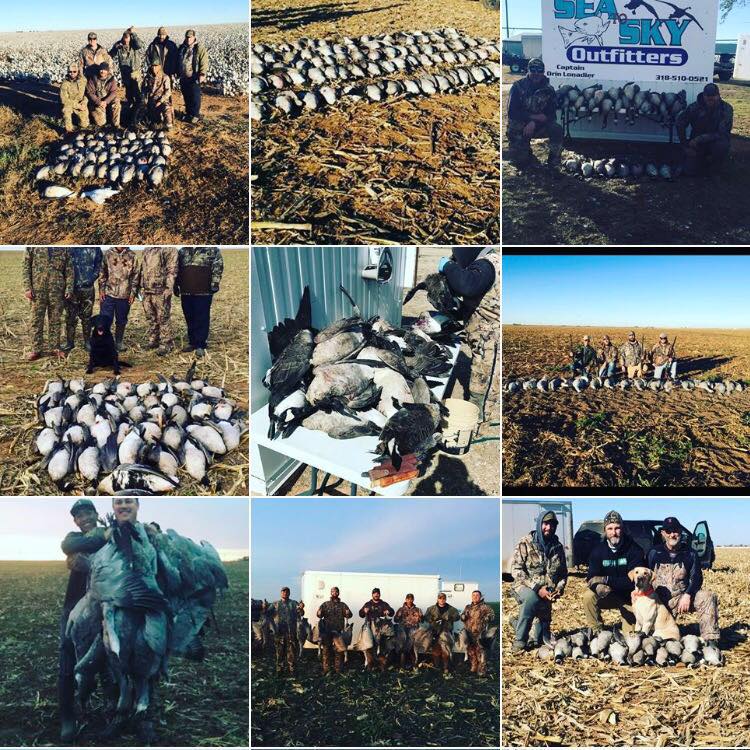 texas goose hunting