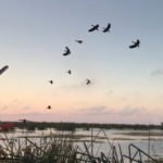Argentina Duck Hunting Experiences