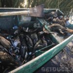 Argentina Duck Hunting Adventures